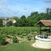 Visite des vignes