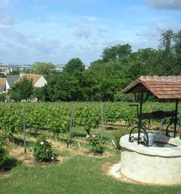 Visite des vignes