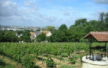 Visite des vignes