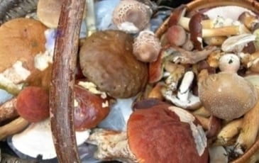 Découverte des Mycologues du Fort