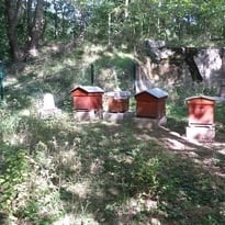 Découverte des ruches du Fort