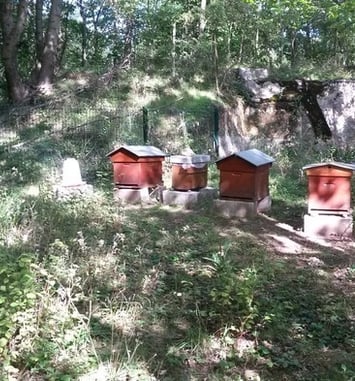 Découverte des ruches du Fort