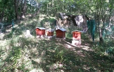Découverte des ruches du Fort