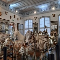 Visite du musée Fragonard