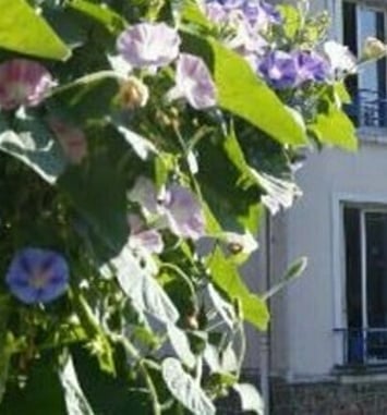 Saint-Maur, ville-jardin au service de la biodiversité
