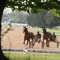 Visite guidée d'un centre d'entraînement hippique