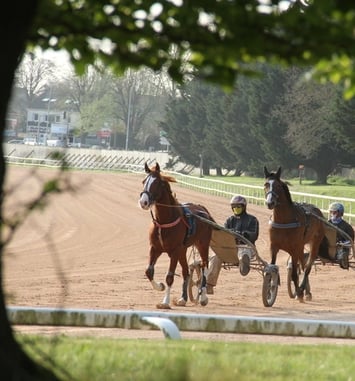 Visite guidée d'un centre d'entraînement hippique