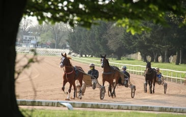 Visite guidée d'un centre d'entraînement hippique