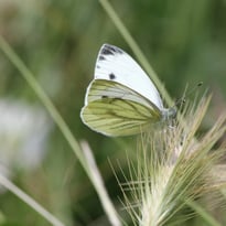Grand zoom sur les petites bêtes de Grosbois
