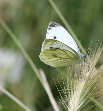 Grand zoom sur les petites bêtes de Grosbois