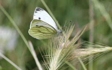 Grand zoom sur les petites bêtes de Grosbois