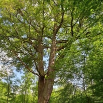 Balade itinérante "Nous sommes les cousins des arbres"