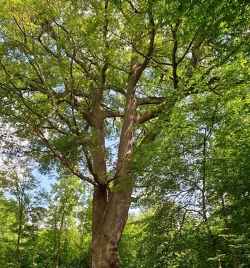 Balade itinérante "Nous sommes les cousins des arbres"