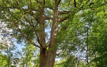 Balade itinérante "Nous sommes les cousins des arbres"