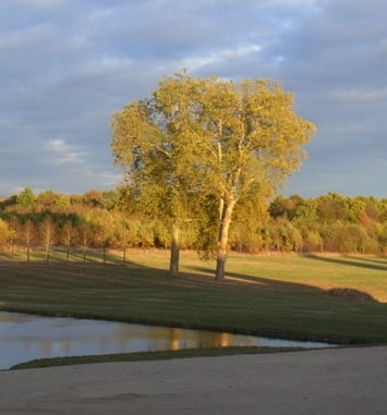 Balade forestière et paysagère