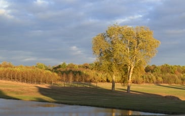Balade forestière et paysagère