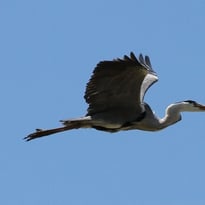 Balade sensorielle et ornithologique