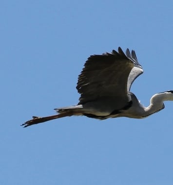 Balade sensorielle et ornithologique