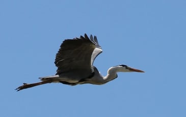 Balade sensorielle et ornithologique