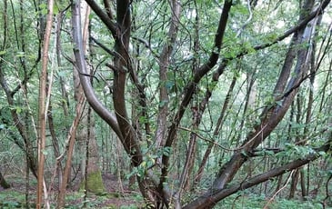 Balade à travers les troncs